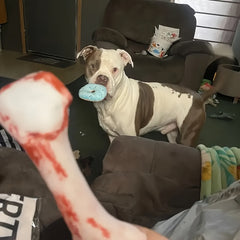 Dog Plush Toy with Squeaker - Interactive Chew Toy for Puppies & Adult Dogs, Soft Polyester Blend, Cute Donut Design, Durable & Safe for All Breeds, Promotes Dental Health & Mental Stimulation, Dog Plush Toy, Playful Pet Accessory, Safe Dog Material, Donu